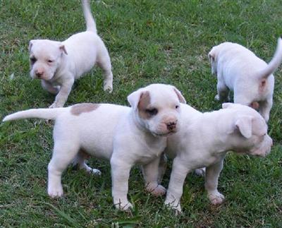 American Pit Bull Puppies for Sale